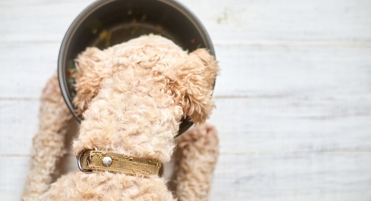 How Often Should I Feed My Dog Chicken Hearts and Gizzards? Pet Guide