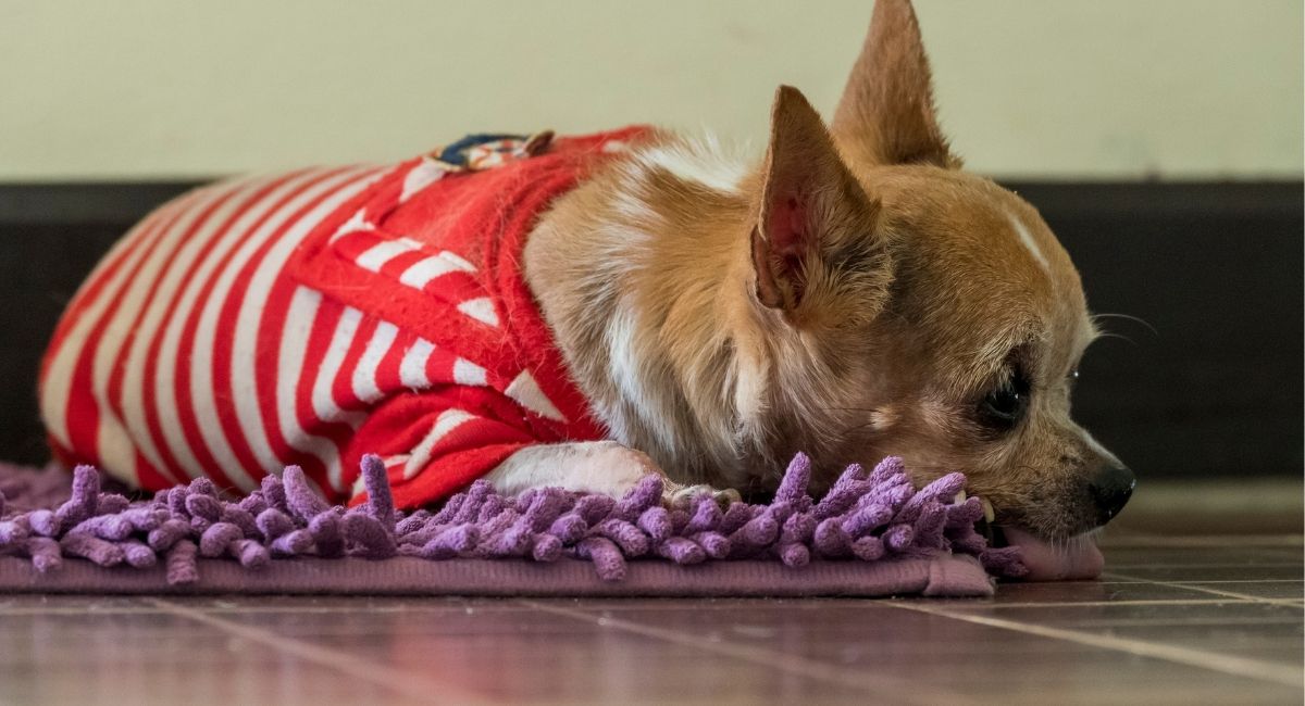 Do Dogs Get Cramps on Their Period? Everything You Need to Know