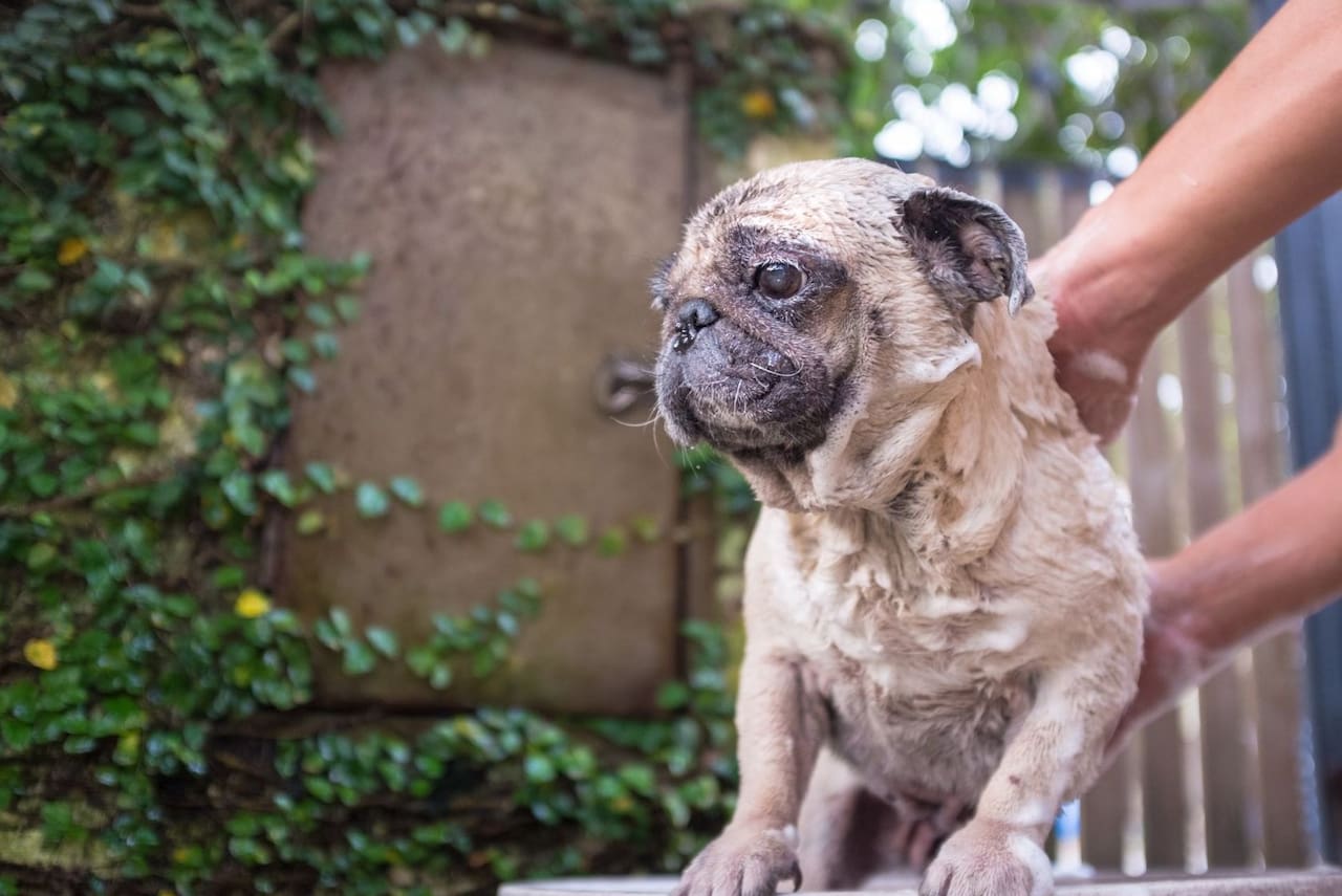 How Often Should I Bathe My Pug Keep Them Clean & Healthy