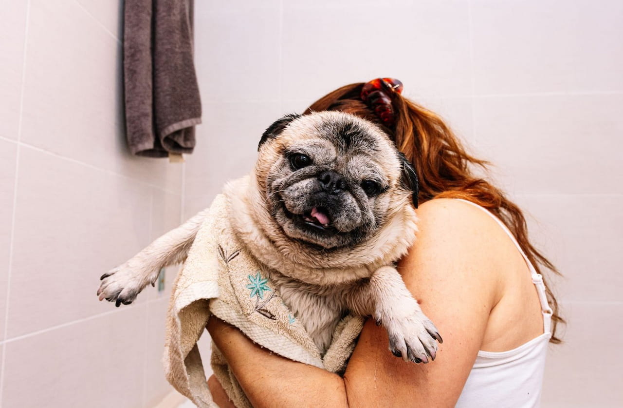 How Often Should I Bathe My Pug Keep Them Clean & Healthy