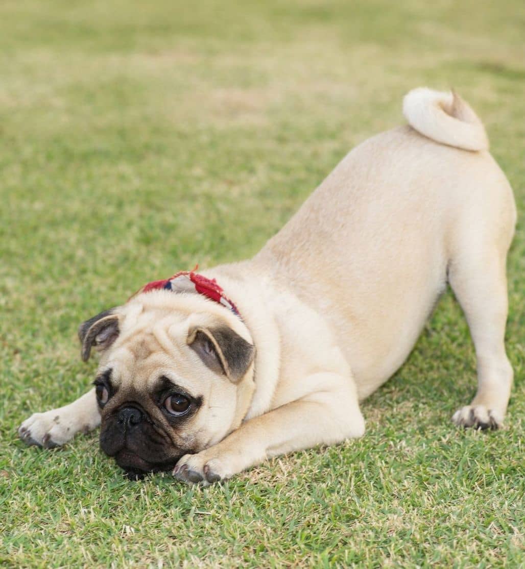How Big Do Teacup Pugs Get? Our Full Guide to Sizes & Care