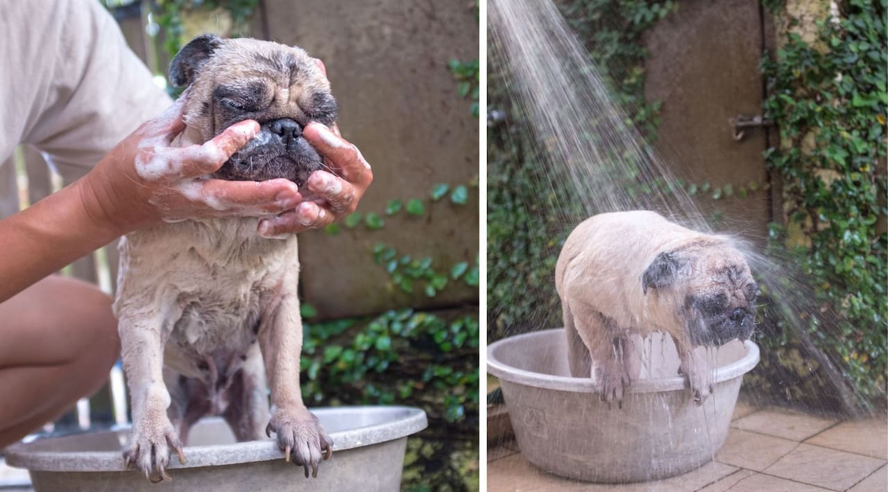 How Often Should I Bathe My Pug Keep Them Clean & Healthy