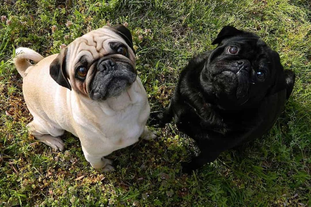 How Big Do Teacup Pugs Get? Our Full Guide to Sizes & Care